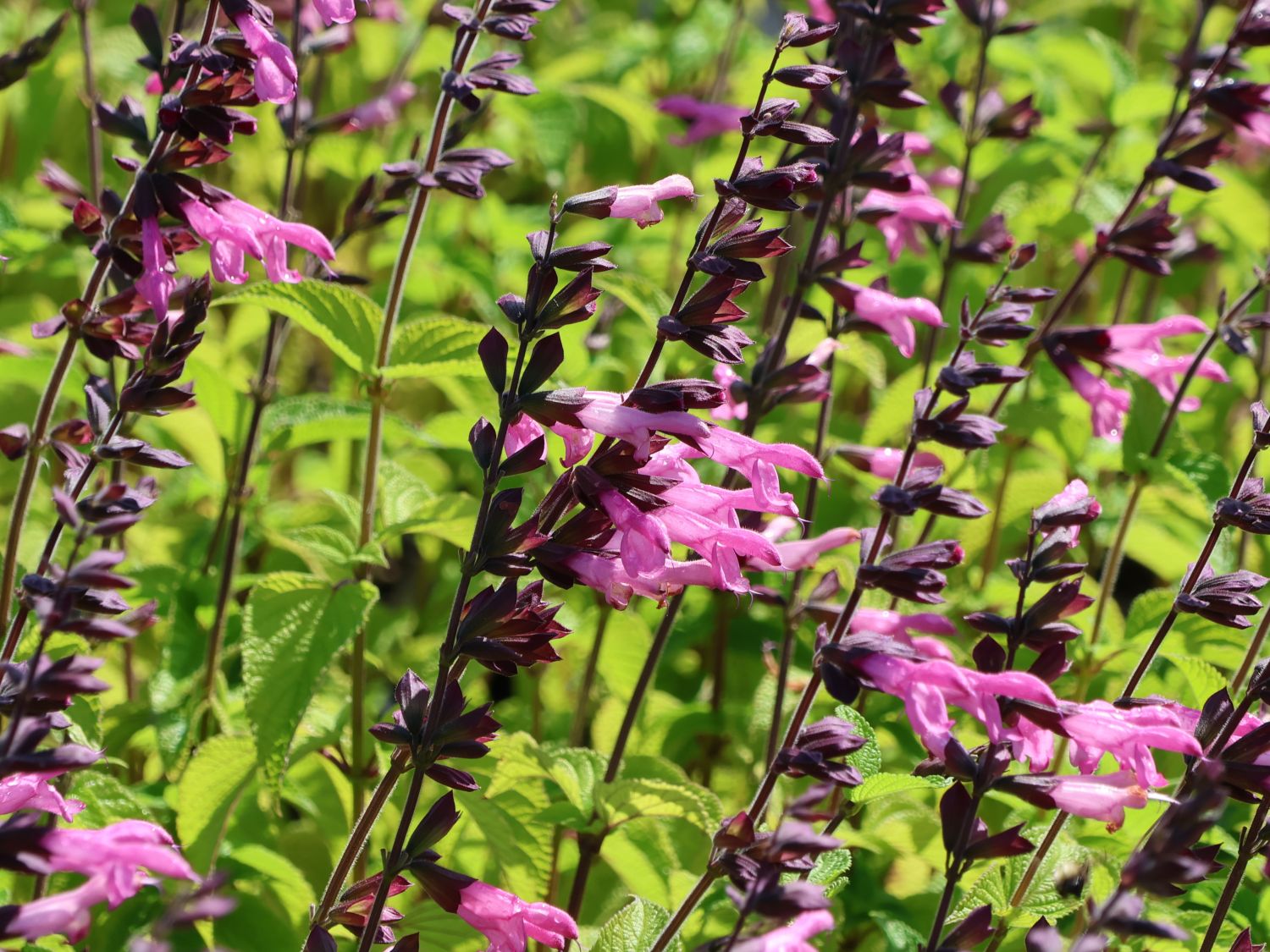 Blüten-Salbei 'Pink Amistad' - Salvia x cultorum 'Pink Amistad'