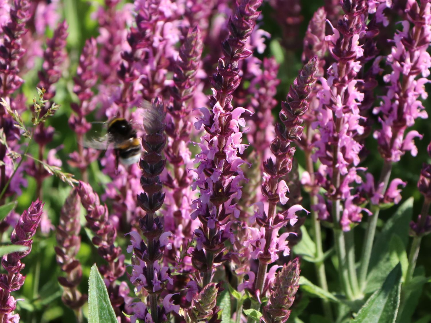 BlütenSalbei 'Pink Delight' Expertenwissen zu dieser Staude