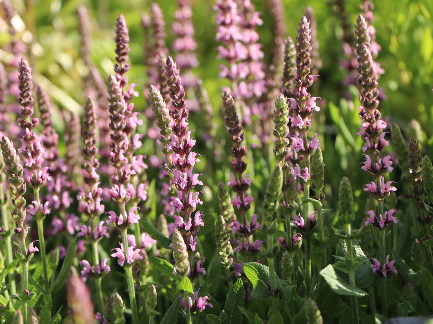 Blüten-Salbei 'Rosakönigin'