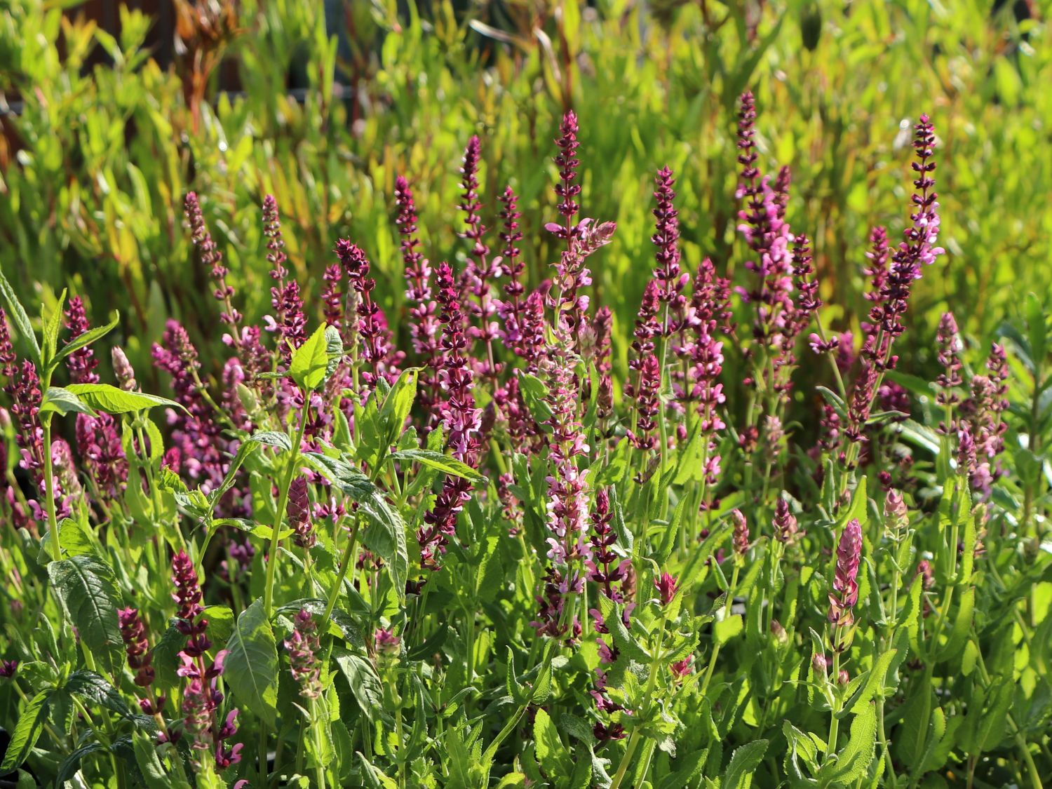 Blüten-Salbei 'Rosenwein'