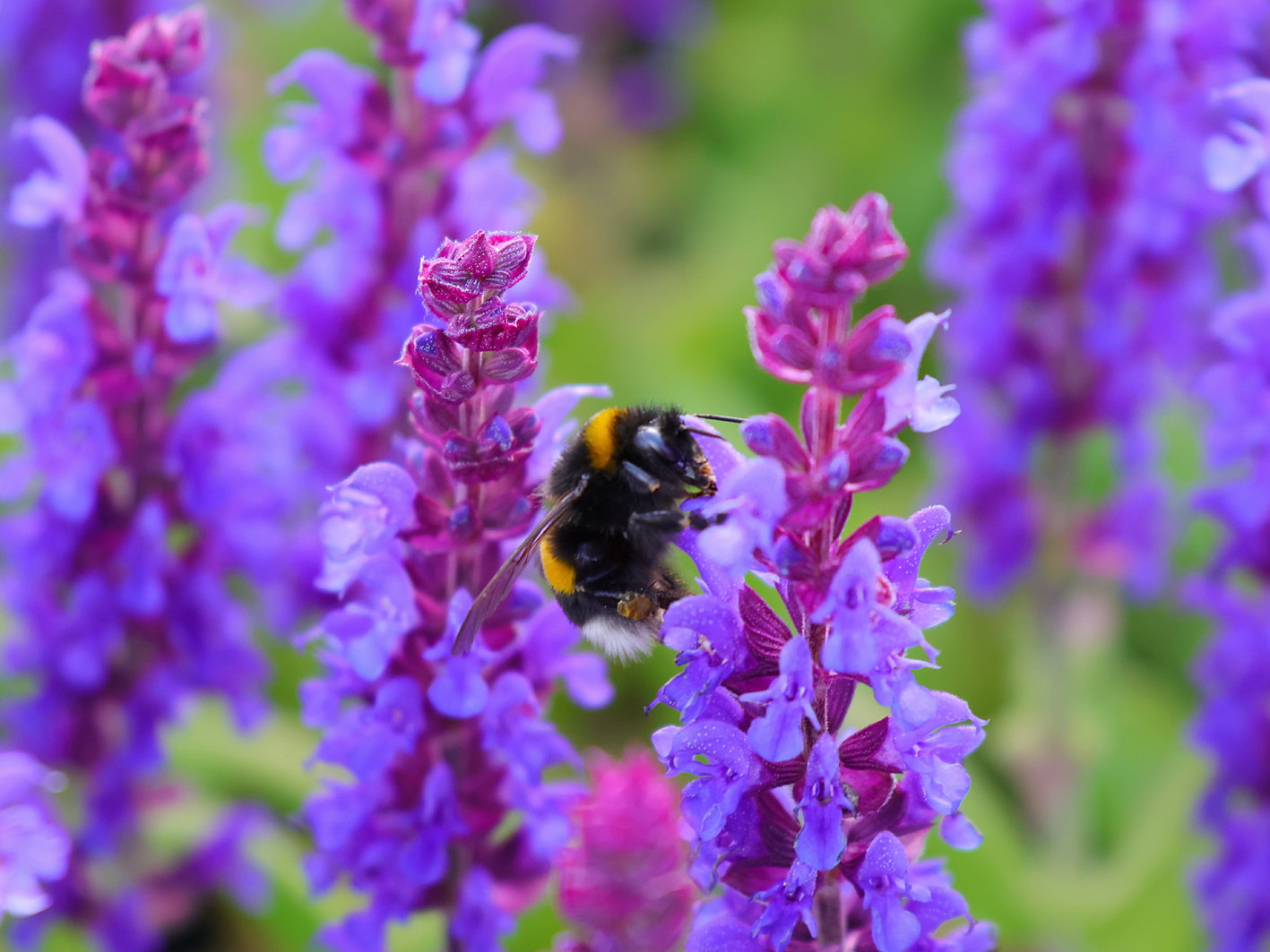 Blüten-Salbei SALVIA SENSATION ® 'Compact Violet'