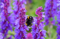 Blüten-Salbei SALVIA SENSATION ® 'Compact Violet'