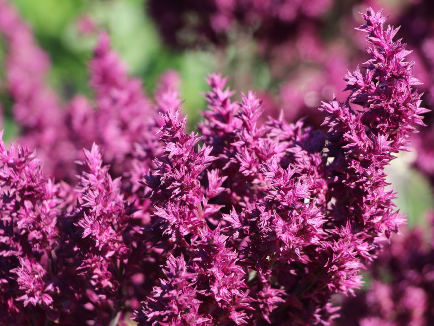 Blüten-Salbei 'Schwellenburg'