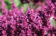 Blüten-Salbei 'Schwellenburg'