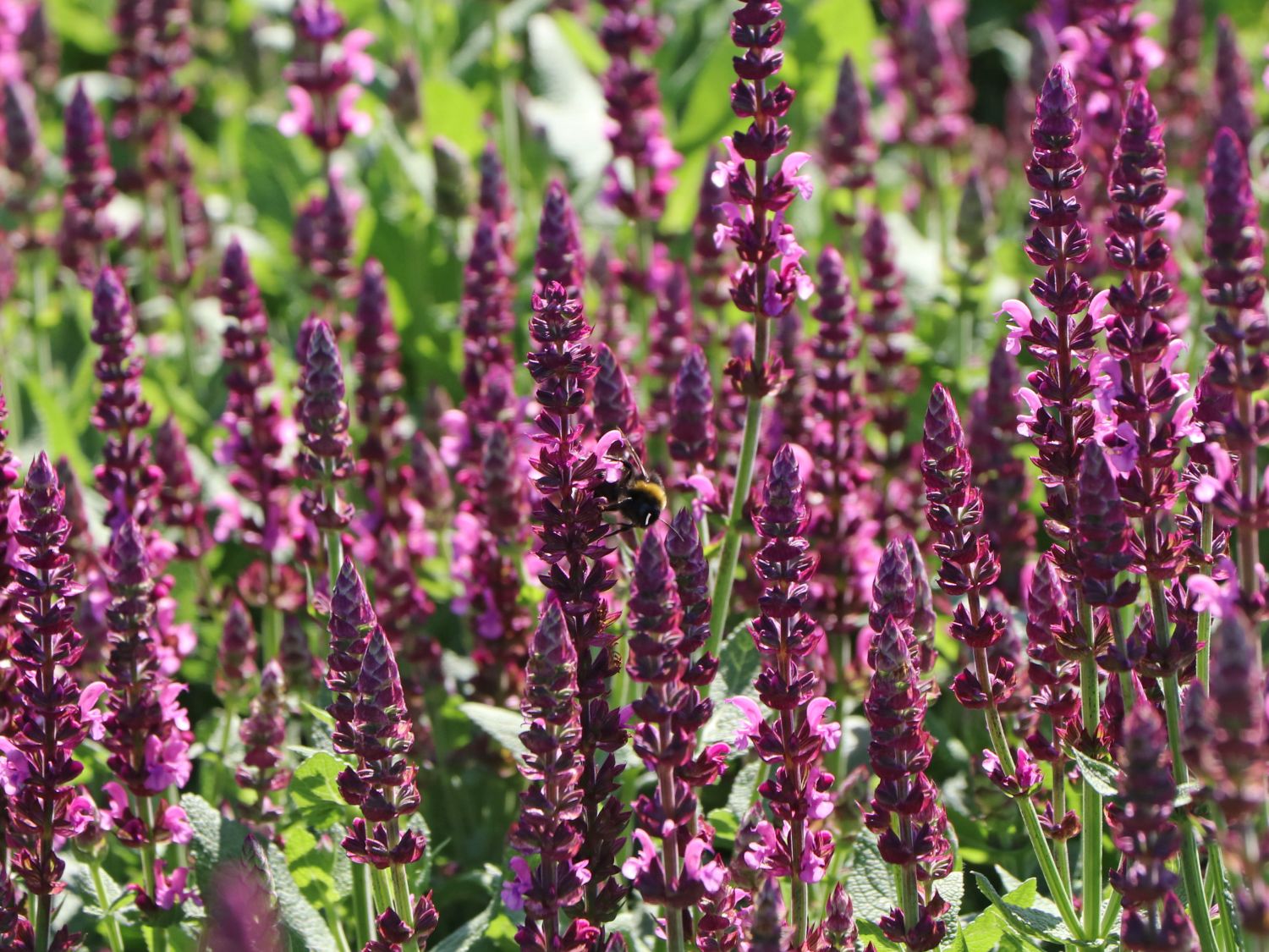 Blüten-Salbei SALVIA SENSATION ® 'Compact Bright Rose'