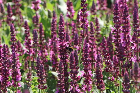 Blüten-Salbei SALVIA SENSATION ® 'Compact Bright Rose' - Salvia nemorosa SALVIA SENSATION ® 'Compact Bright Rose'