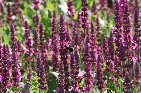 Blüten-Salbei SALVIA SENSATION ® 'Compact Bright Rose' - Salvia nemorosa SALVIA SENSATION ® 'Compact Bright Rose'