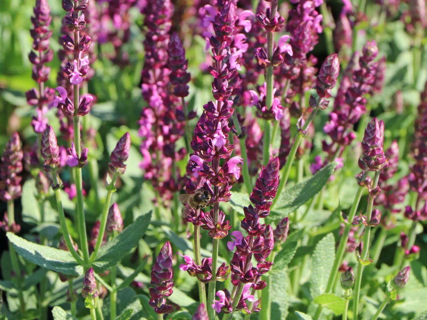 Blüten-Salbei SALVIA SENSATION ® 'Compact Bright Rose' - Salvia nemorosa SALVIA SENSATION ® 'Compact Bright Rose'