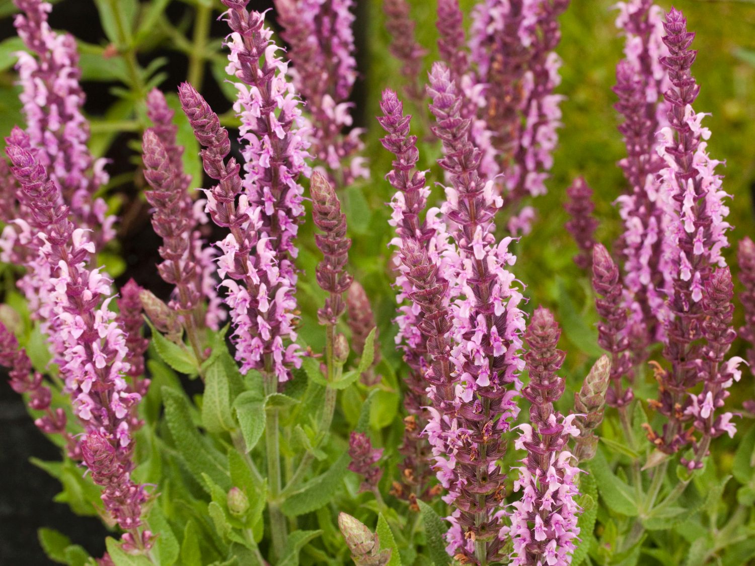Blüten-Salbei SALVIA SENSATION ® Medium 'Deep Rose'