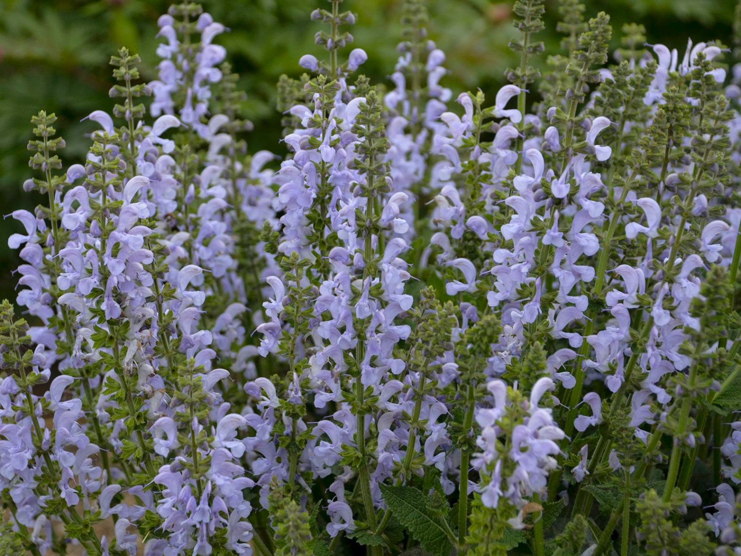 Blüten-Salbei 'Vanity Flair'