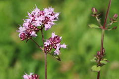 Blumen-Dost 'Herrenhausen'
