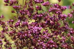 Blumen-Dost 'Hopleys'