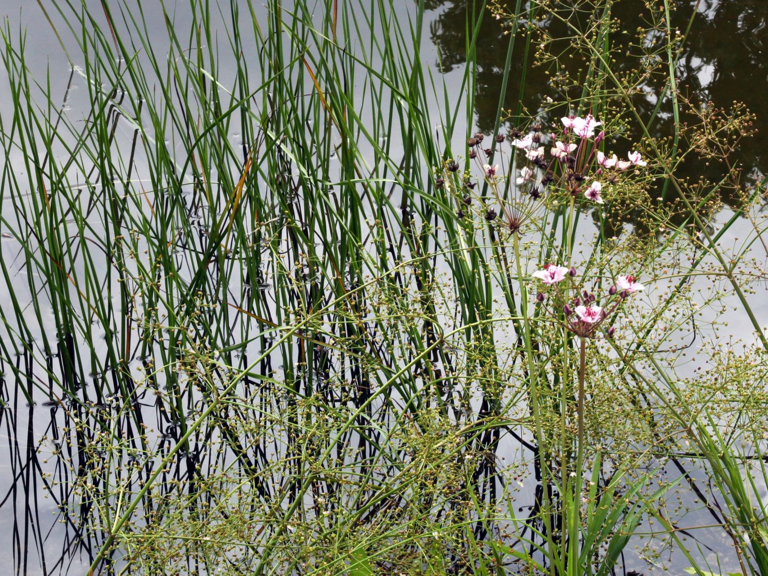 Schwanenblumengewächse (Butomaceae)