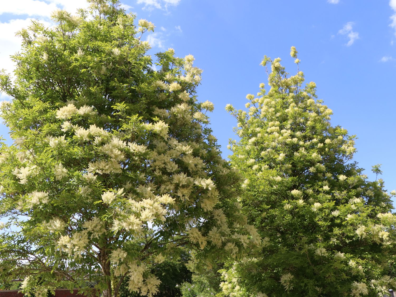 Blumenesche, Mannaesche - Fraxinus ornus