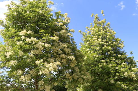 Blumenesche, Mannaesche - Fraxinus ornus
