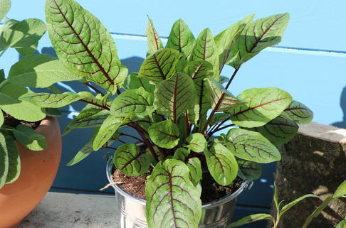 Blut-Ampfer - Rumex sanguineus