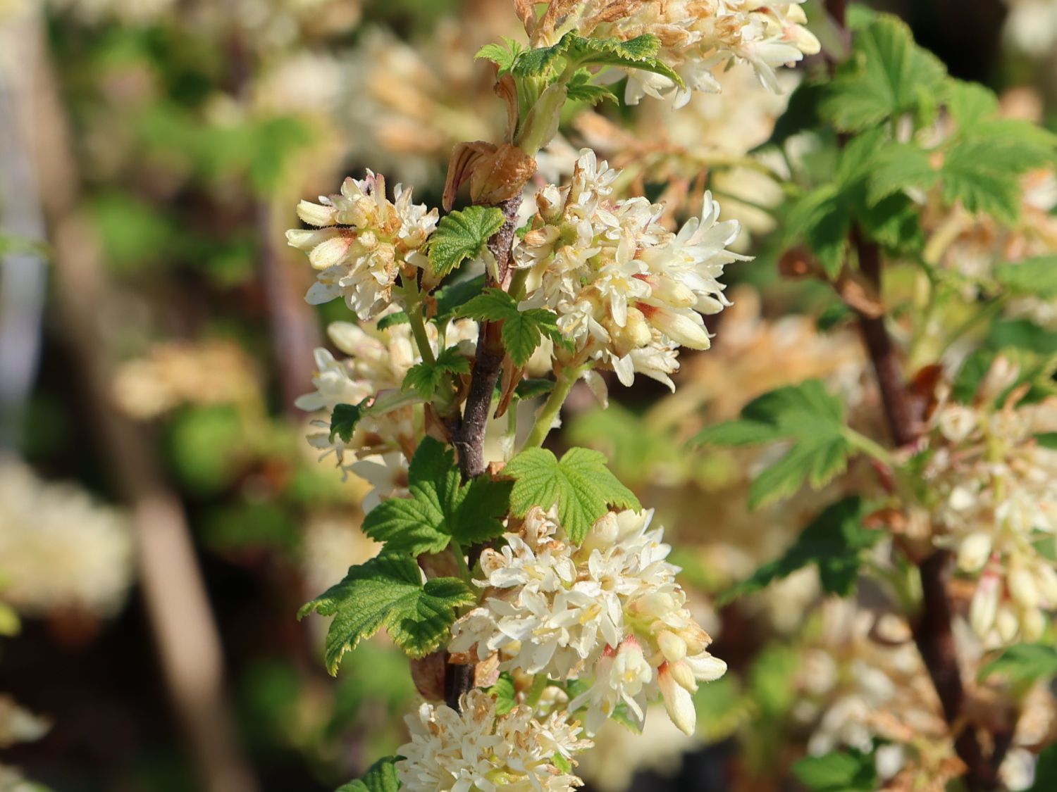 Blut-Johannisbeere 'Oregon Snowflake'