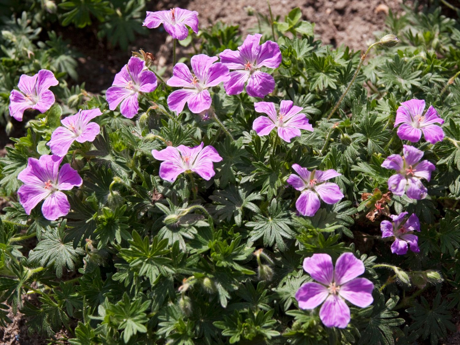 Blut-Storchschnabel 'Canon Miles' - Geranium sanguineum 'Canon Miles'