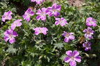 Blut-Storchschnabel 'Canon Miles' - Geranium sanguineum 'Canon Miles'