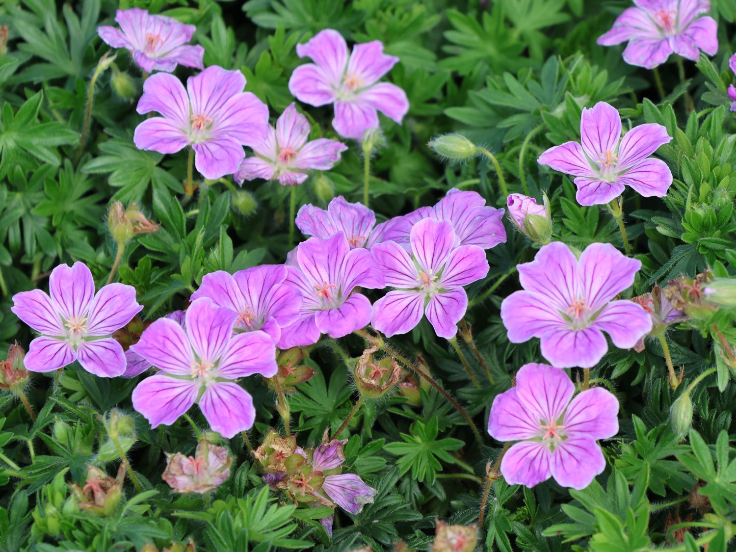 Blut-Storchschnabel 'Canon Miles' - Geranium sanguineum 'Canon Miles'
