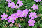 Blut-Storchschnabel 'Canon Miles' - Geranium sanguineum 'Canon Miles'