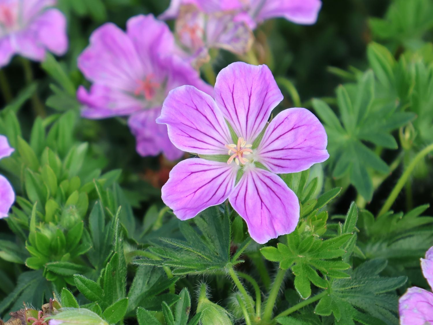 Blut-Storchschnabel 'Canon Miles' - Geranium sanguineum 'Canon Miles'