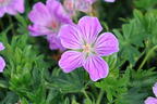 Blut-Storchschnabel 'Canon Miles' - Geranium sanguineum 'Canon Miles'