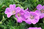 Blut-Storchschnabel 'Canon Miles' - Geranium sanguineum 'Canon Miles'