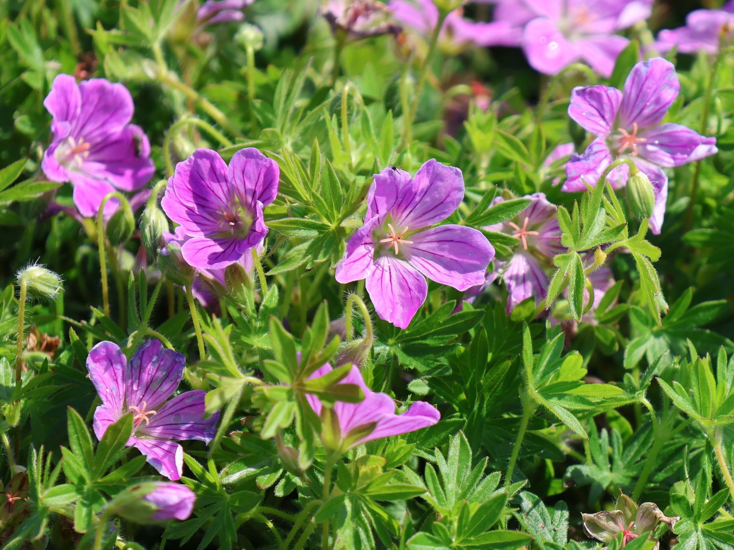 Blut-Storchschnabel 'Canon Miles' - Geranium sanguineum 'Canon Miles'