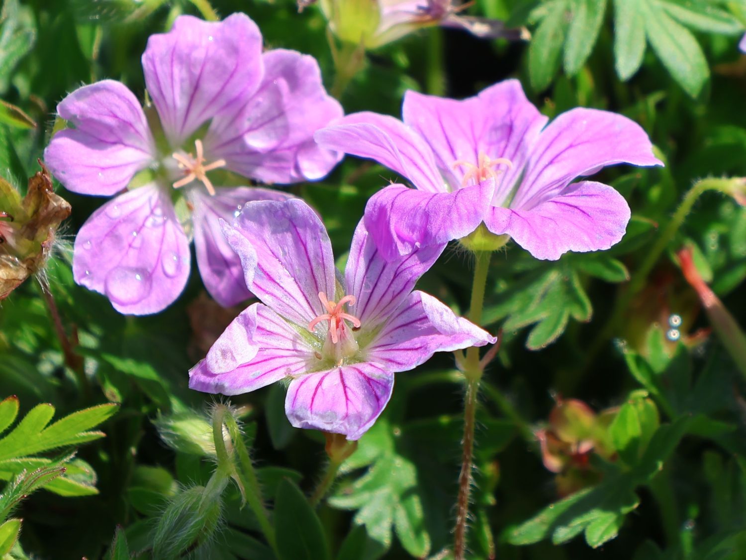 Blut-Storchschnabel 'Canon Miles' - Geranium sanguineum 'Canon Miles'