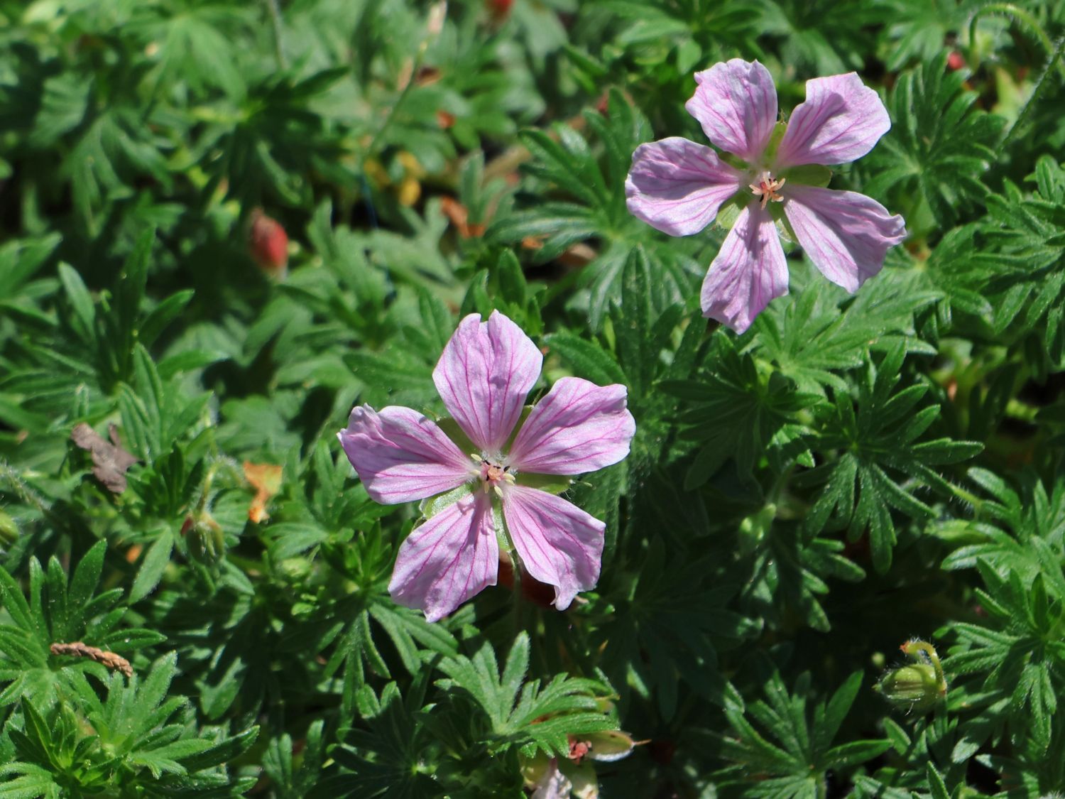 Blut-Storchschnabel 'Pink Pouffe' ®
