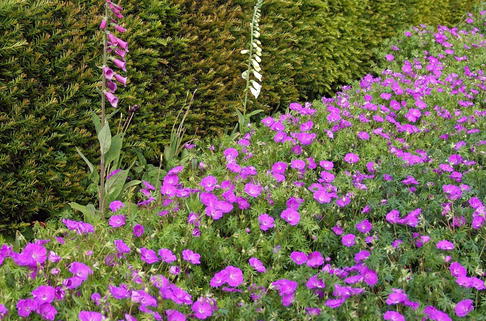 Blut-Storchschnabel 'Tiny Monster' - Geranium sanguineum 'Tiny Monster'