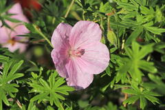 Blut-Storchschnabel 'Vision Light Pink'