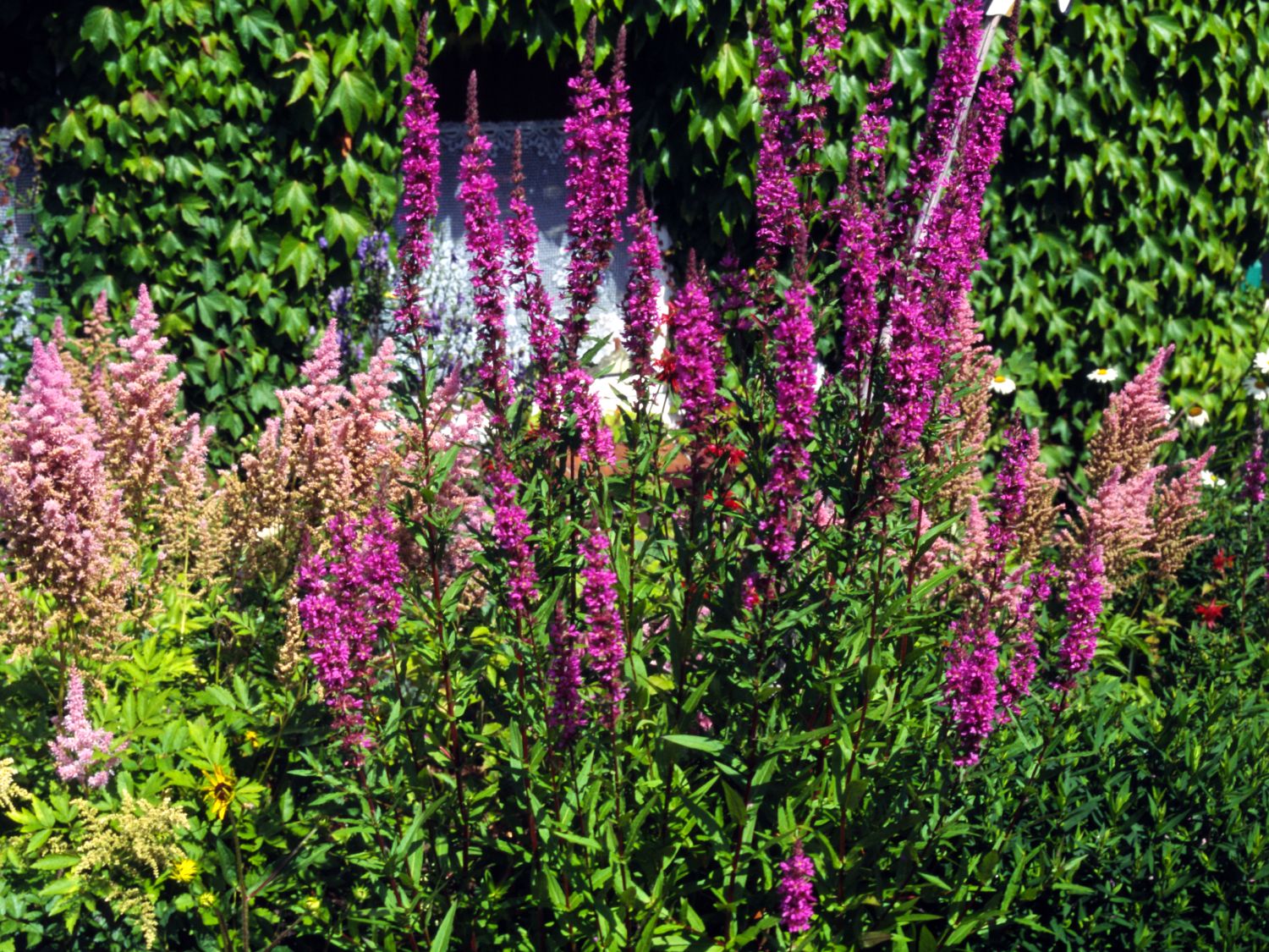 Blut-Weiderich 'Feuerkerze' - Lythrum salicaria 'Feuerkerze'