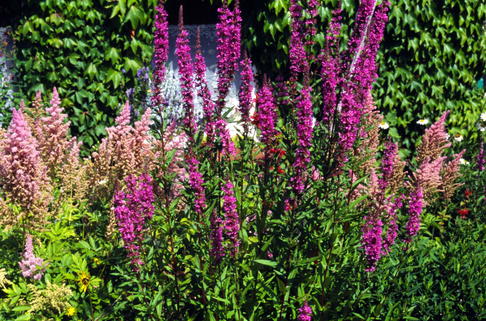 Blut-Weiderich 'Feuerkerze' - Lythrum salicaria 'Feuerkerze'