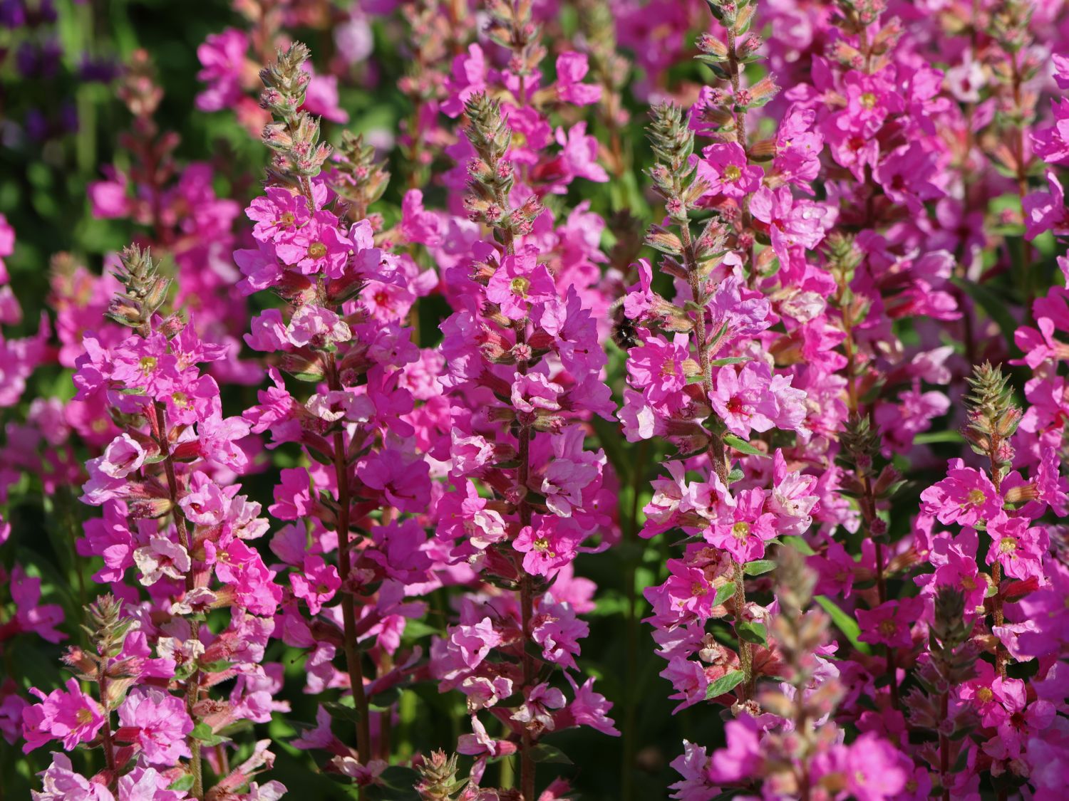 Blut-Weiderich JS ® 'Pink Blush' ®