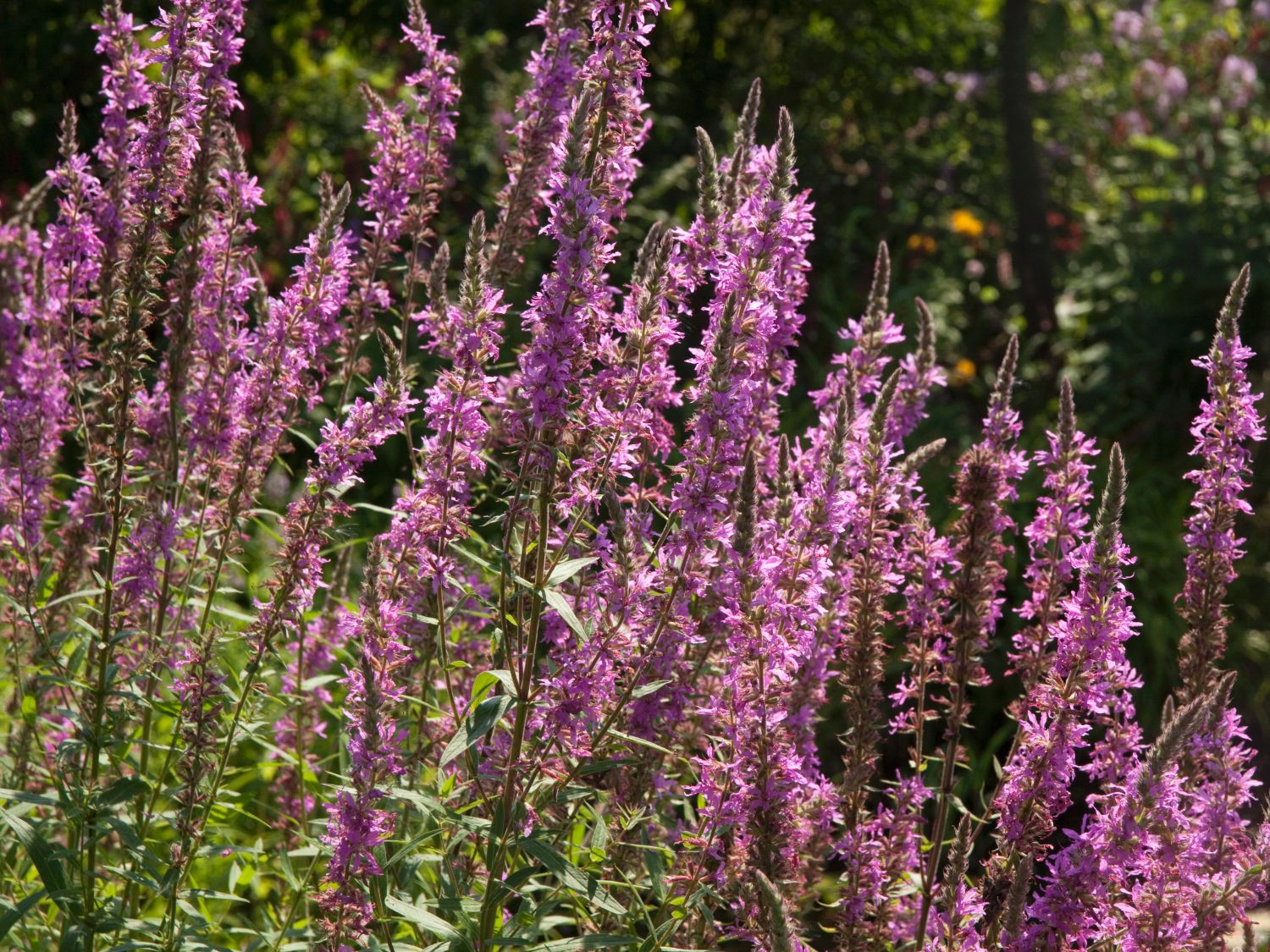 Blut-Weiderich 'Lady Sackville'