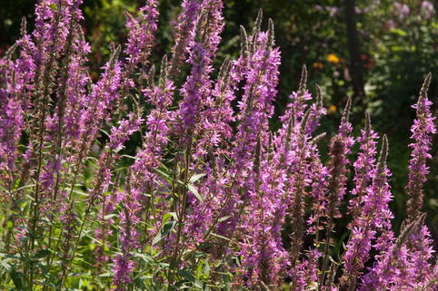 Blut-Weiderich 'Lady Sackville' - Lythrum salicaria 'Lady Sackville'
