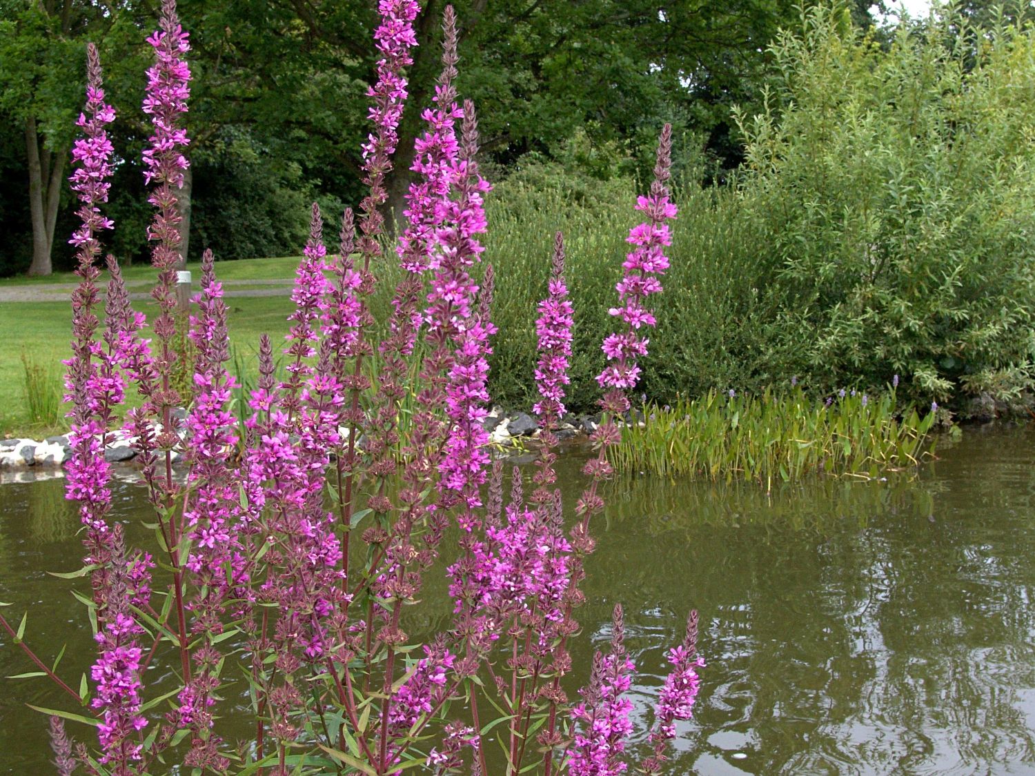 Blut-Weiderich 'Lady Sackville' - Lythrum salicaria 'Lady Sackville'