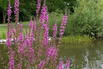 Blut-Weiderich 'Lady Sackville' - Lythrum salicaria 'Lady Sackville'