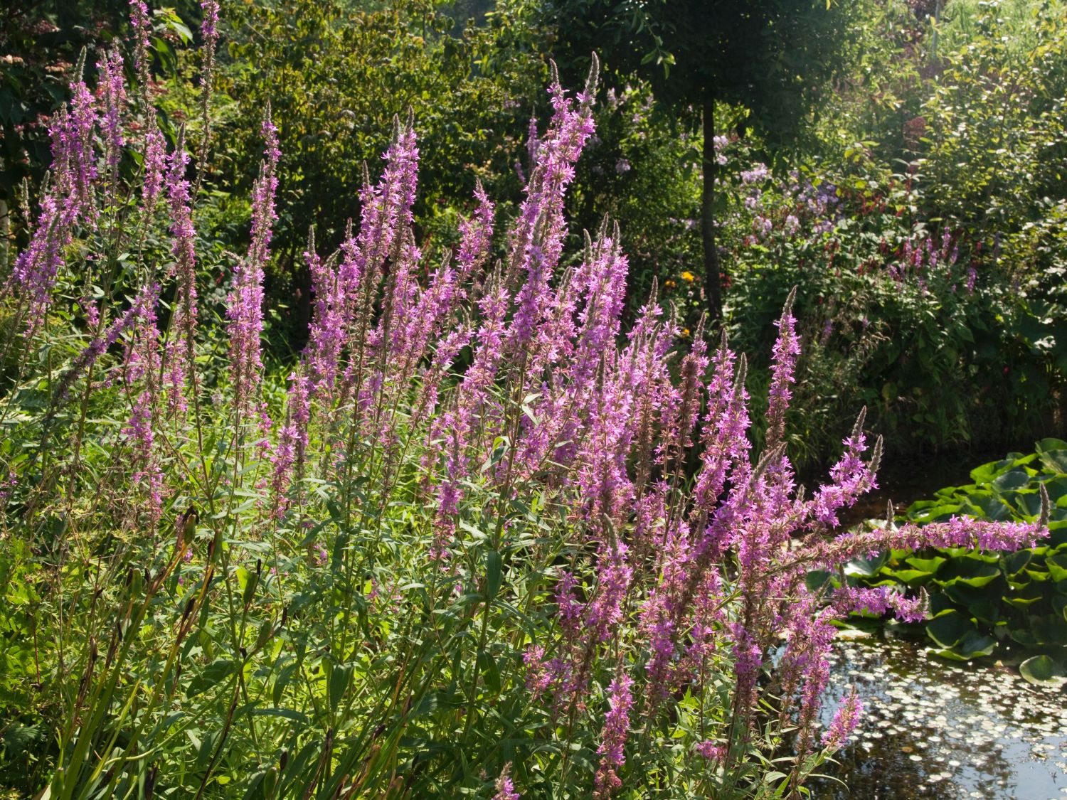 Blut-Weiderich 'Lady Sackville' - Lythrum salicaria 'Lady Sackville'