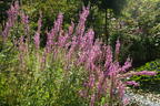 Blut-Weiderich 'Lady Sackville' - Lythrum salicaria 'Lady Sackville'