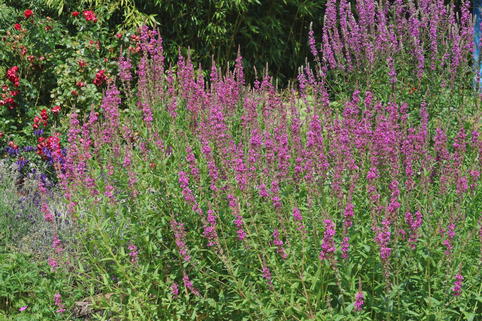 Blut-Weiderich 'Rosy Gem' - Lythrum salicaria 'Rosy Gem'