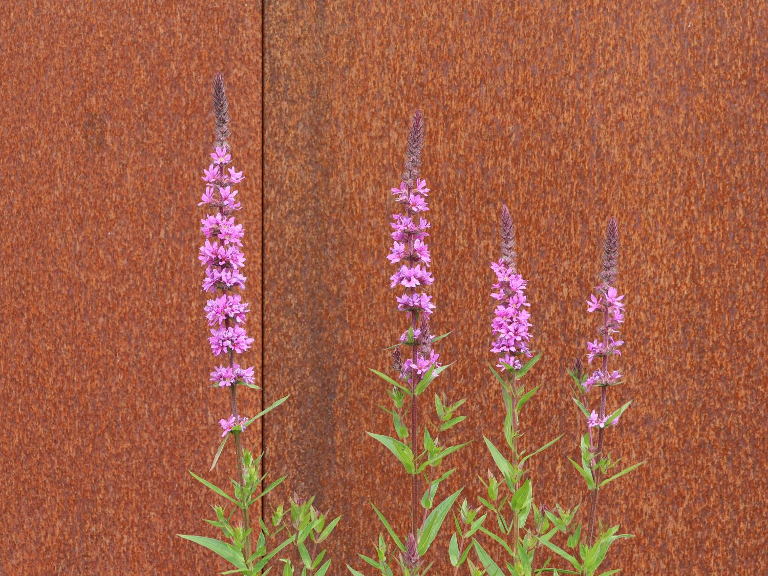 Blut-Weiderich 'Rosy Gem' - Lythrum salicaria 'Rosy Gem'