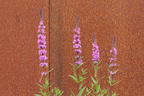 Blut-Weiderich 'Rosy Gem' - Lythrum salicaria 'Rosy Gem'