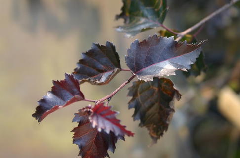 Blutbirke / Purpurbirke 'Purpurea' - Betula pendula 'Purpurea'