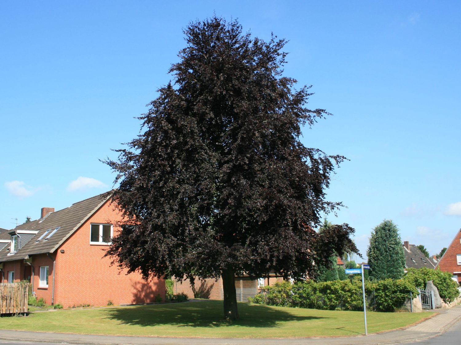 Blutbuche 'Purpurea' - Fagus sylvatica 'Purpurea'