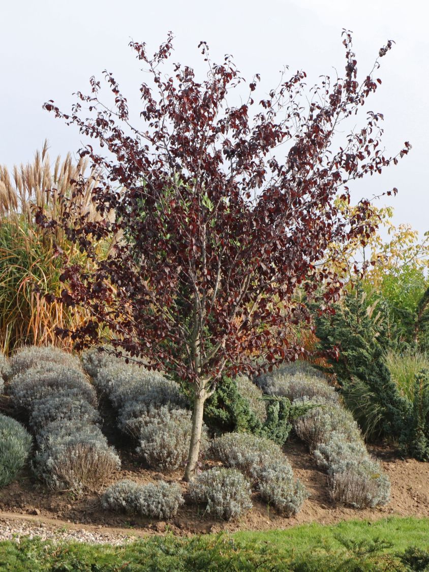 Blutbuche 'Purpurea' - Fagus sylvatica 'Purpurea'