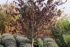 Blutbuche 'Purpurea' - Fagus sylvatica 'Purpurea'