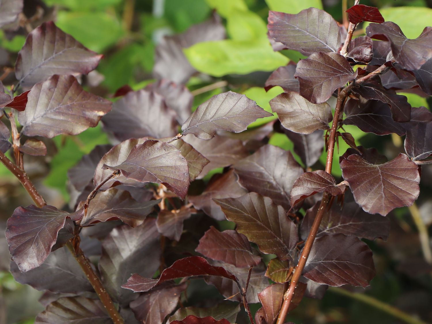 Blutbuche 'Purpurea' - Fagus sylvatica 'Purpurea'